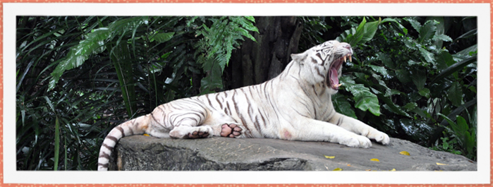 White Tiger in Singapore